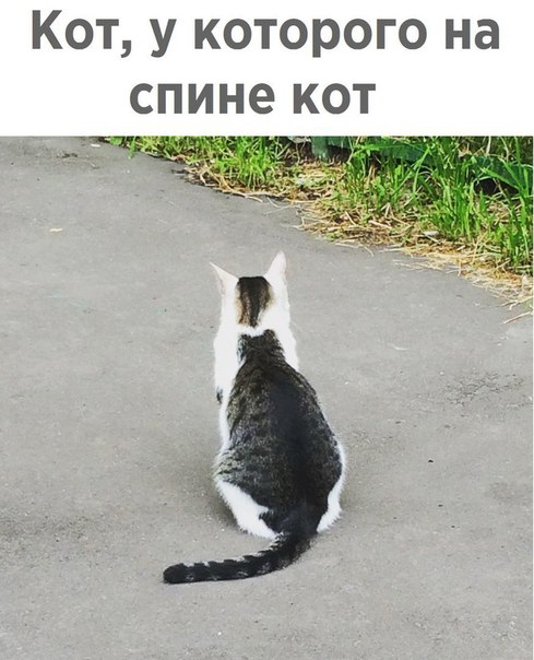 Всем хорошего настроения с картинками