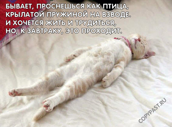 Фотожаба: Ноги котэ