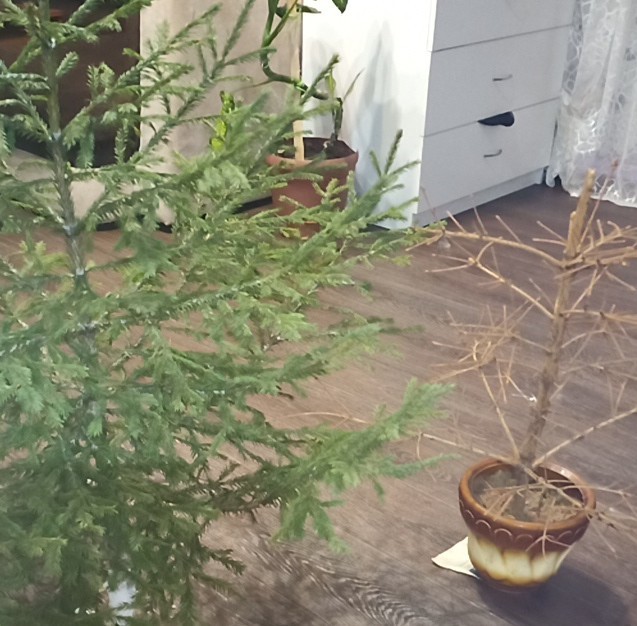 26 декабря! Сдался!