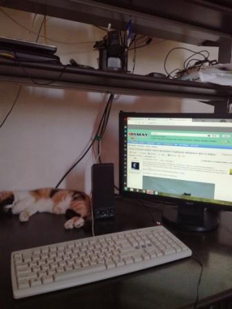 Коты, которые чихать хотели на ваше личное пространство