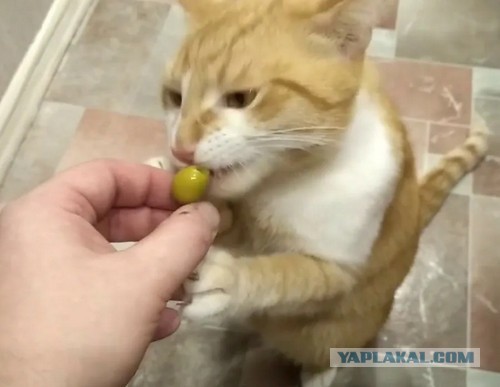 Кошачья наркомания