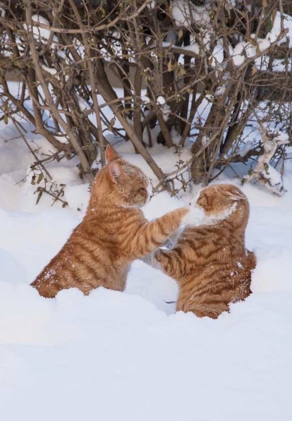 Котики из снега и котики на снегу