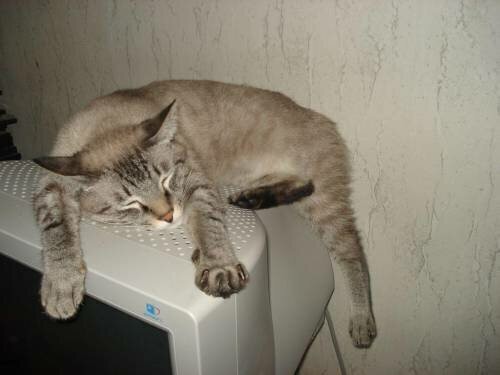 Будни кота