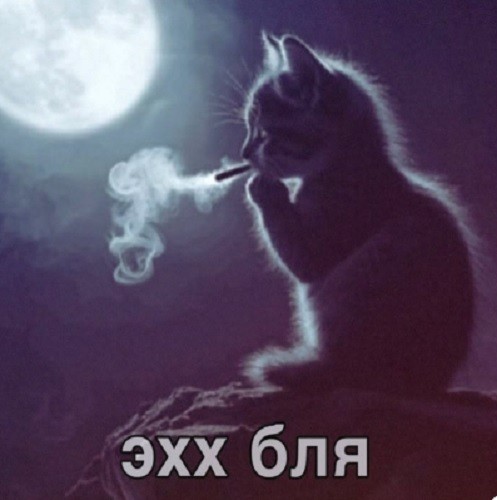 Картинки для деградации 207 (разной степени свежести)