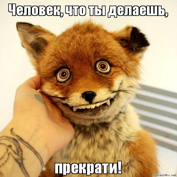 Голова лисы оказалась редчайшим сумчатым тигром (волком)