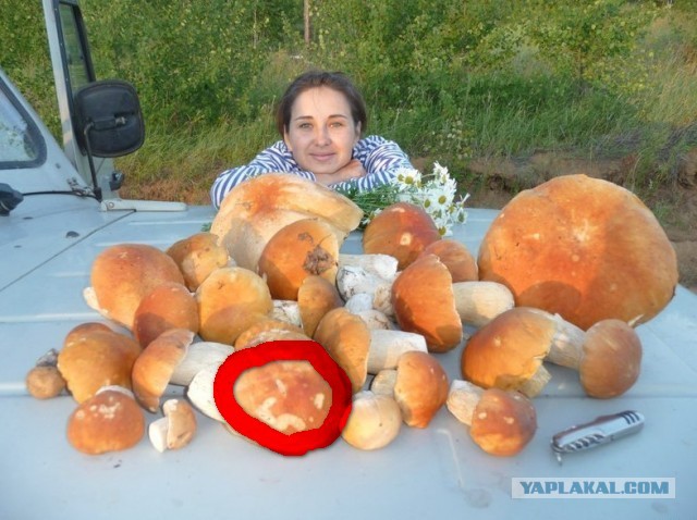 Вот такой один грибочек съел - и наелся