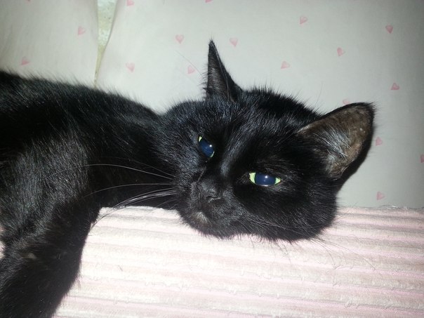 С Котовторником!