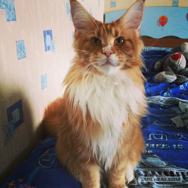 Котовторник 01.07.2014