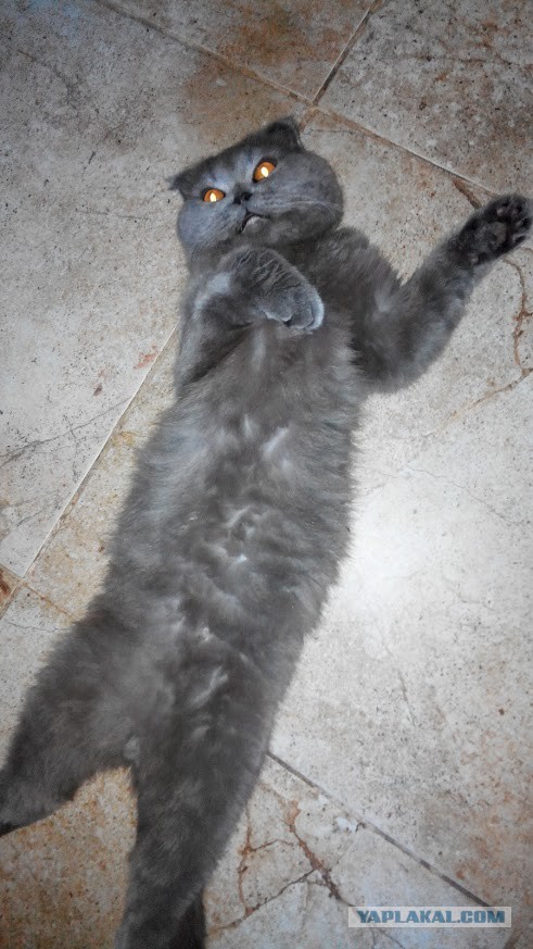 Котовторник 05.08.2014