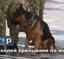 Тем временем у рады в Киеве