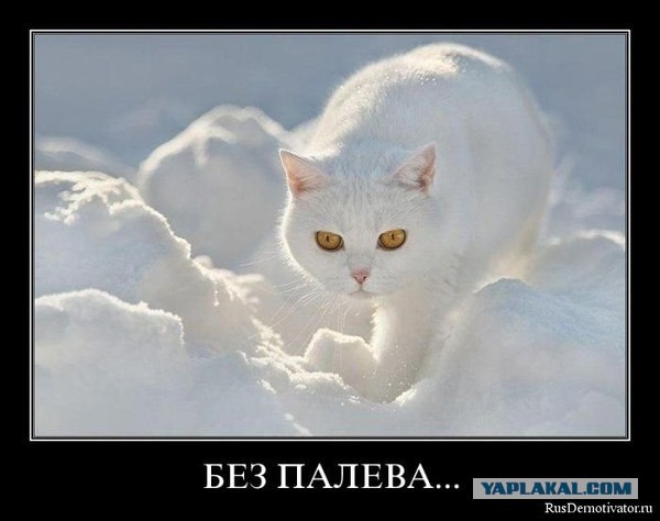 Демотиваторы вторника
