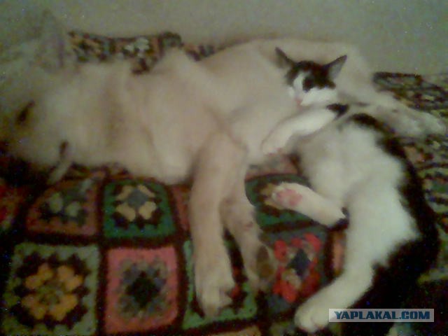 Кошки, которые используют собак вместо подушки