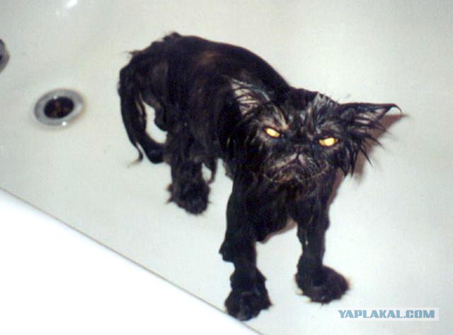 Ненавижу мыться. СВОЛОЧИ!