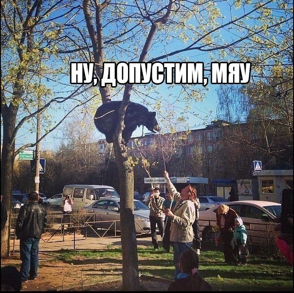 Весёлые картинки