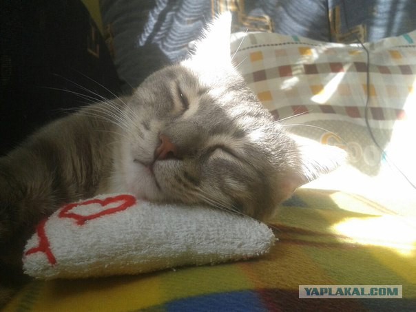 Котовторник  21.07.2015