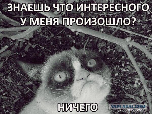 Кот идет на поправку...