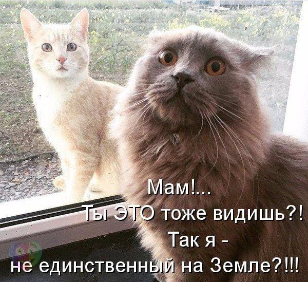 Подборка прикольных картинок