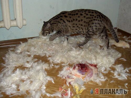 Кошки и Собаки - большая подборка