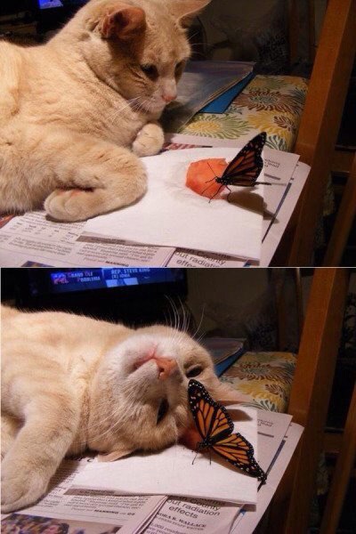 Котики на выходные