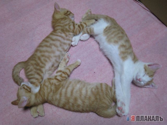 Вторничный котомёт