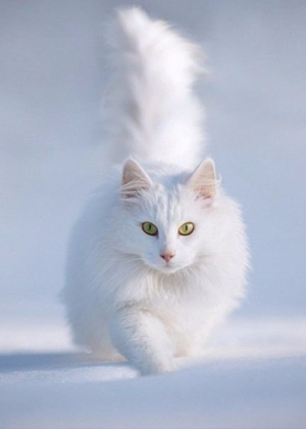 Коты из сети