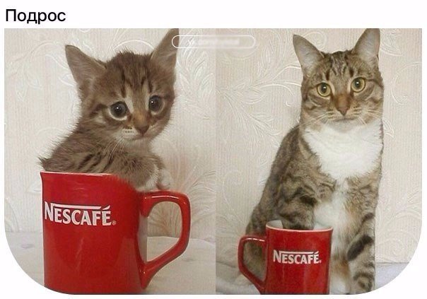 Коты из сети