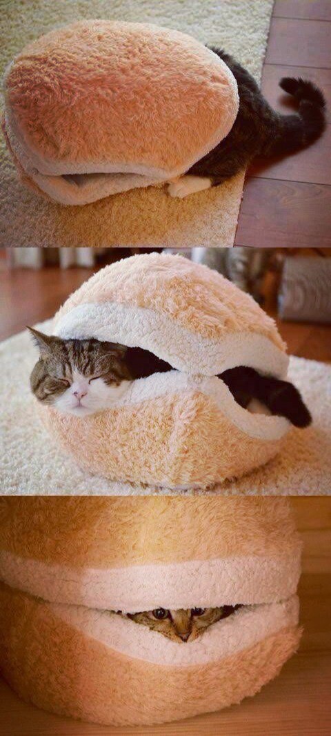 Коты из сети