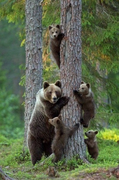 Самые смешные животные