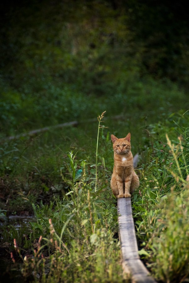 Коты и Кошки