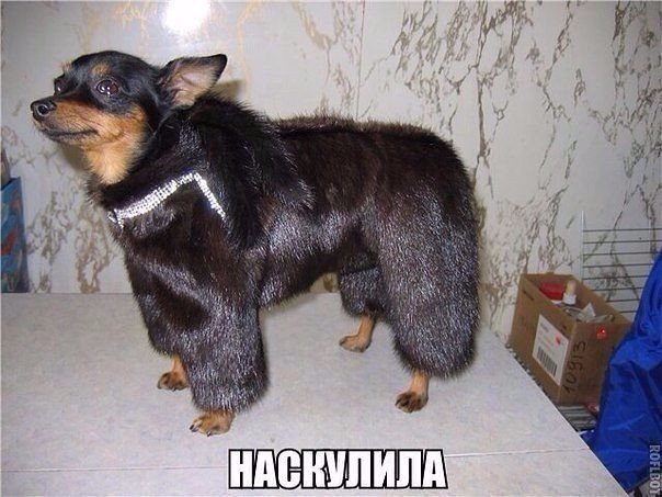 Подборка интересных и веселых картинок