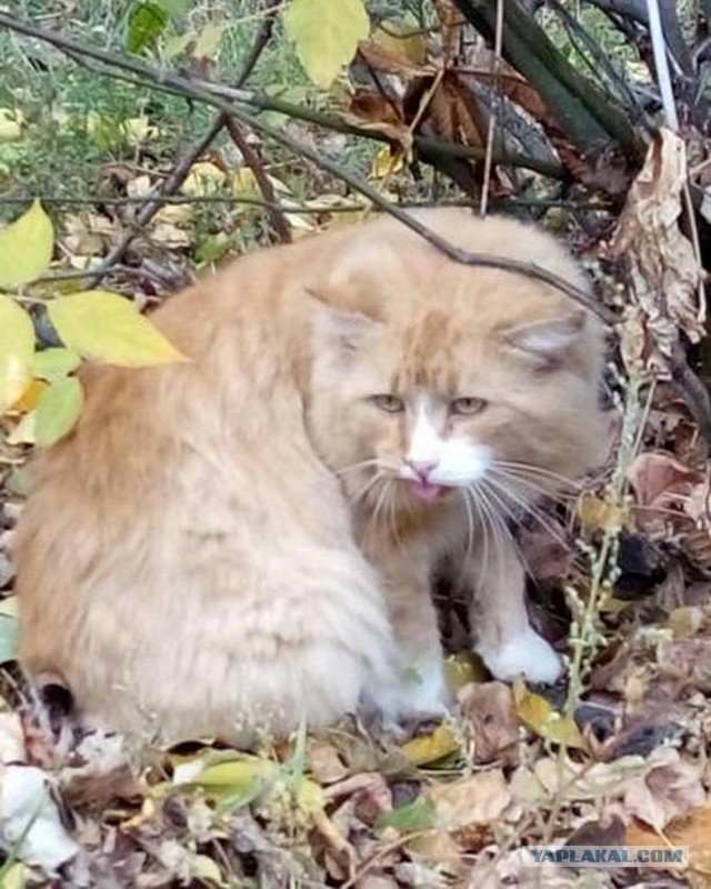 Котовторник!