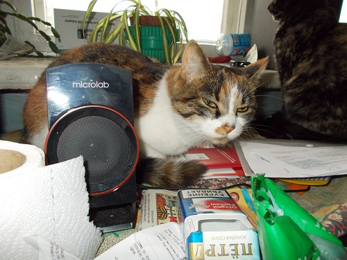 Котовторник 24.04.2018