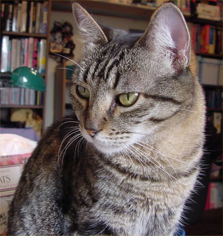 Коты на вторник на ЯПлакалъ (07.10.2008)