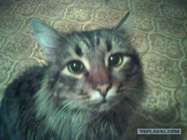 Котовторник на 1-е июня