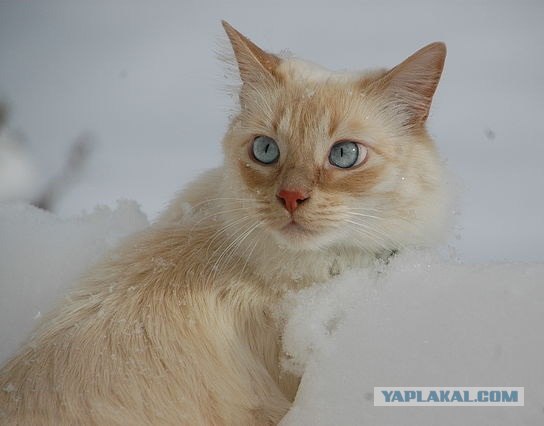 Котовторник на 2 ноября