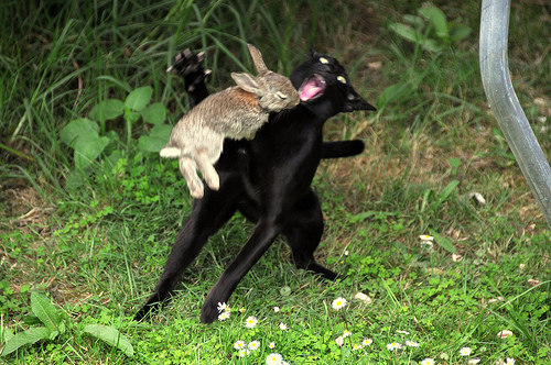 Кролик vs Кошка.