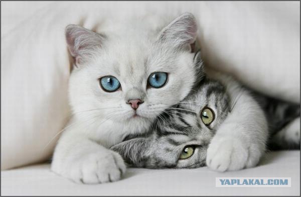 Профессиональный котовторник