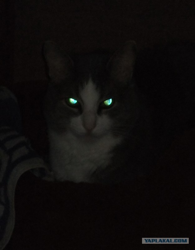 Котовторник так котовторник!
