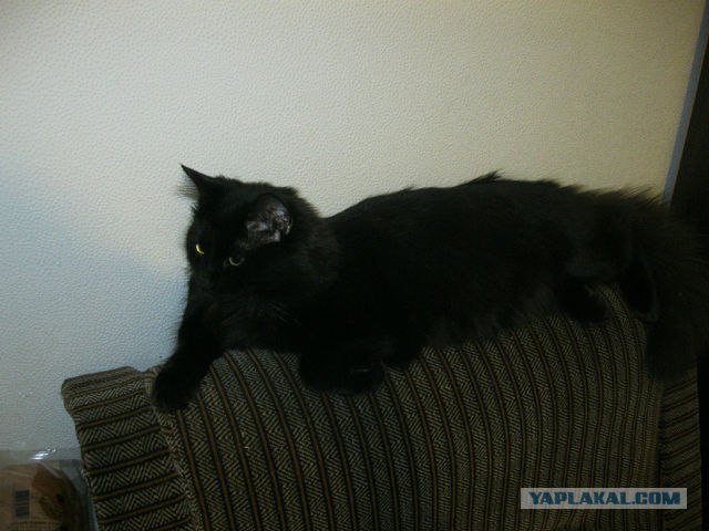 Котовторник! 13.03.2012