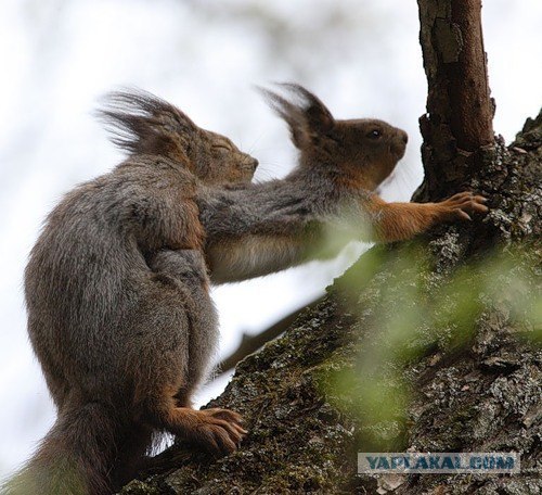 Белки бывают разные
