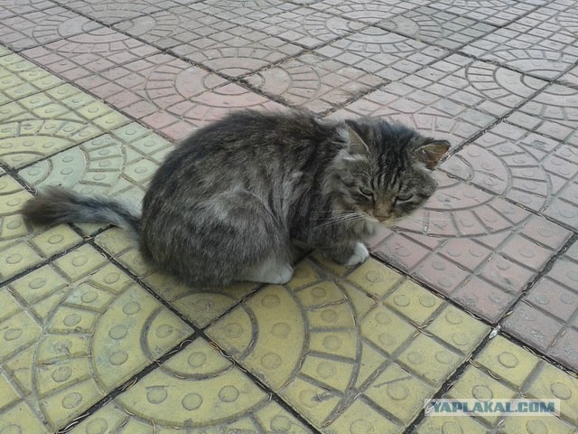 Котовторник  16.10.12