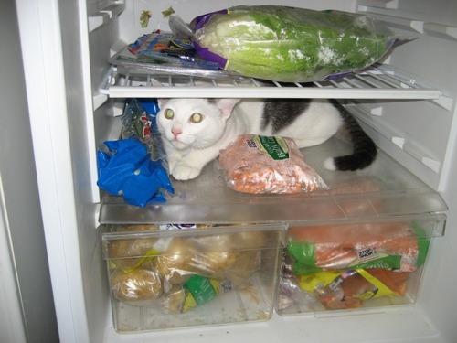 Котовторник 30.10.2012