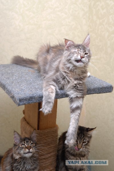 Котэ в кредит