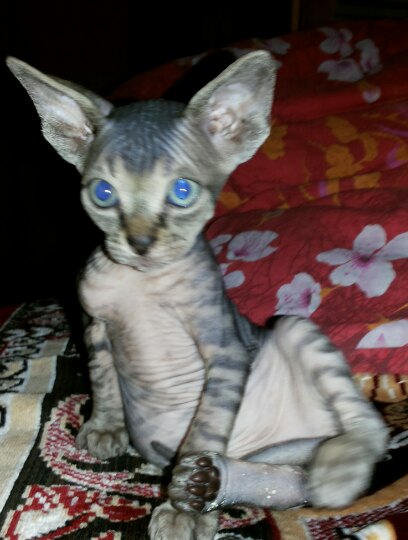 Забавные фото котеек