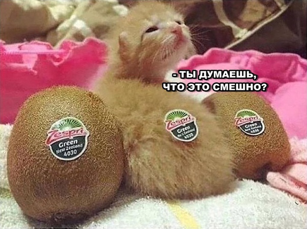 Картинок немного 25.12.19