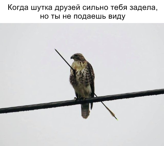 Старое это хорошо забытое новое. Много смешных картинок