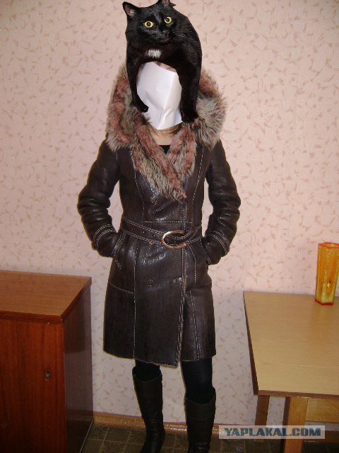 Эпичный кот