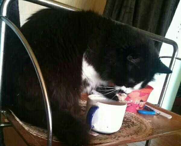 Вторник-кото