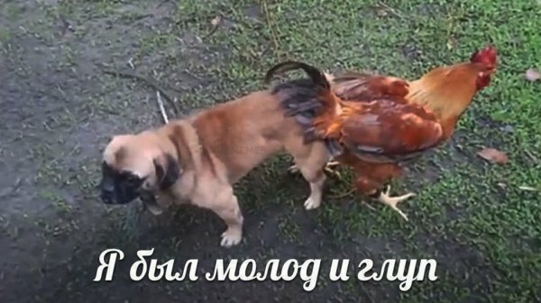 Картинки всякие и аморальные - 10