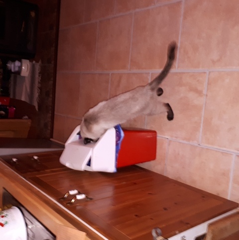 Котовторник 25.01.22